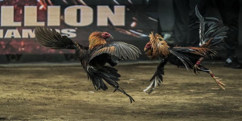 Đá gà cựa dao 188BET với những trận chiến không khoan nhượng